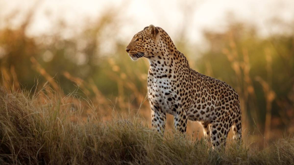 tour operator in cape town